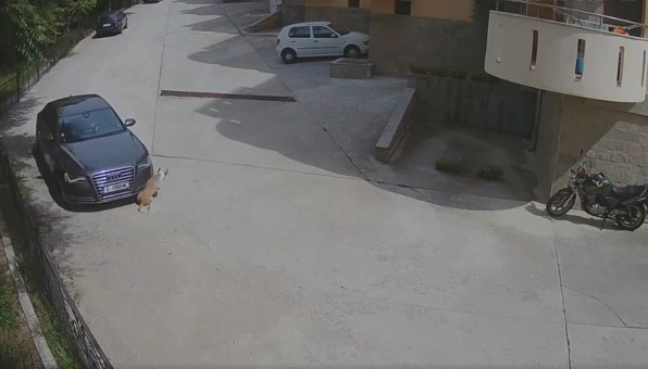 Шофьор уби с колата си куче във Врачанско съобщиха от