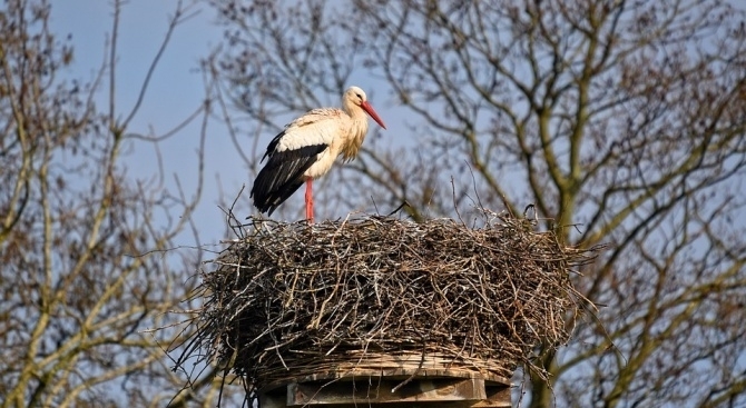 Ранена птица от вида бял щъркел е изпратена в Спасителния