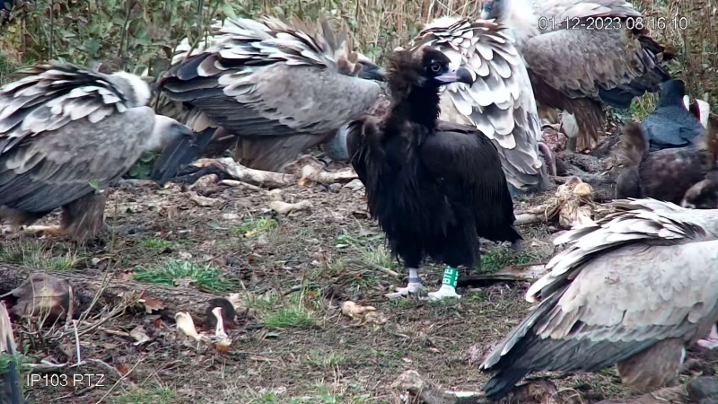 Освободените преди три седмици черни лешояди в Източните Родопи посрещнаха