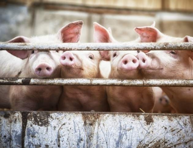 Първи протести организират земеделските стопани заради избиването на домашни прасета