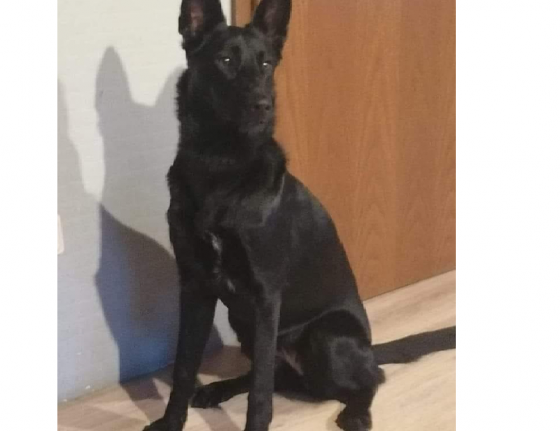 Куче е оцеляло в адската катастрофа която взе жертва край