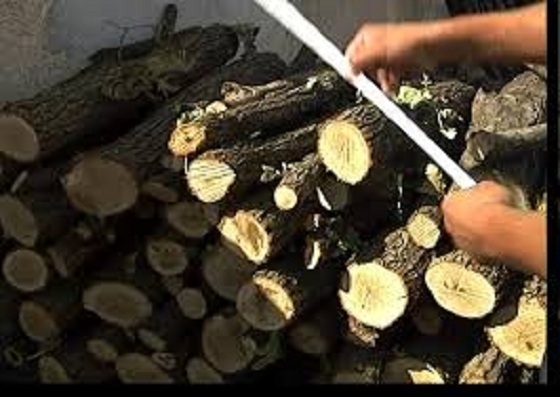 Полицията е открила незаконни дърва в селска къща във врачанското