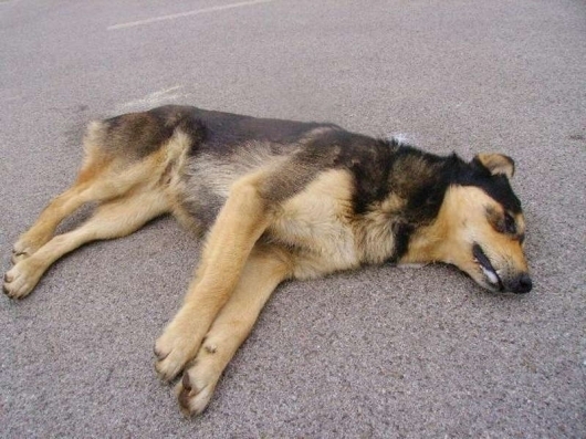 Блъснато от кола бездомно куче е установено в село Гецово,