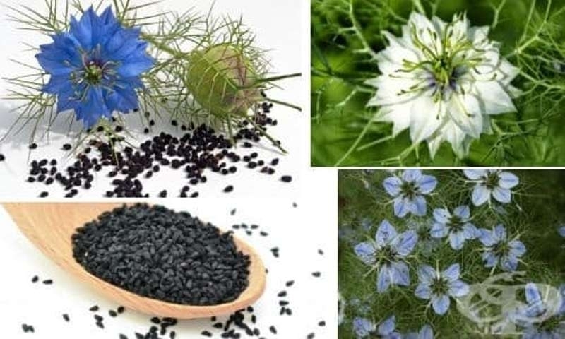 Растението черен кимион Nigella sativa което се среща в Северна Африка и