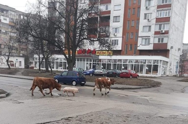 Бик, крава и прасе се разхождат заедно по видинските улици.