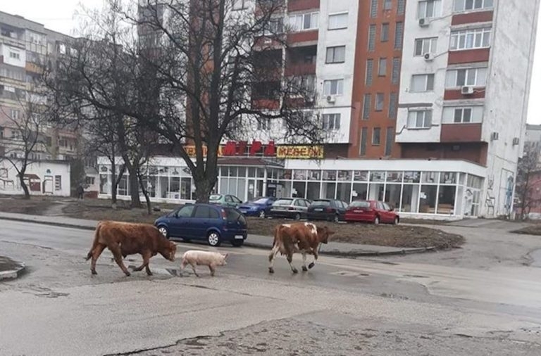 Крави, бикове и прасета шестваха из улиците на два града в Северозапада ...