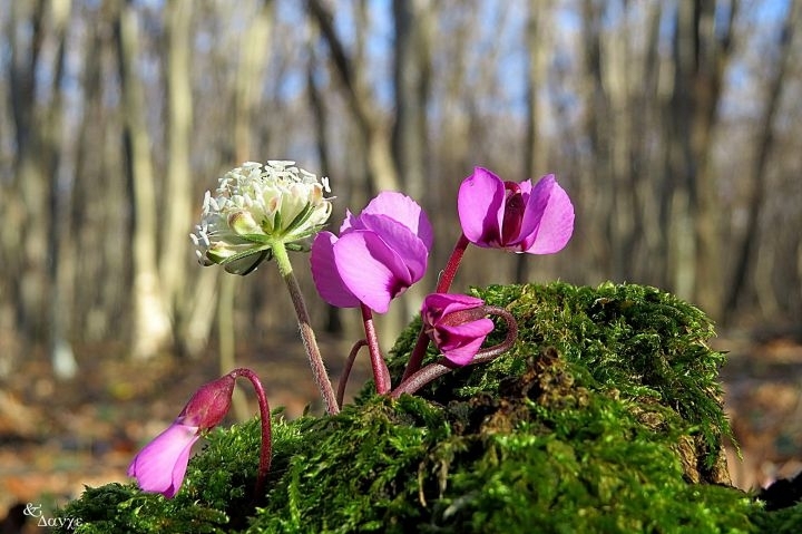 Днес преди обяд ще е предимно слънчево с разкъсана висока