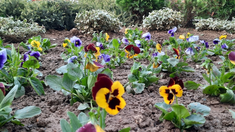 Теменужки красят Берковица и радват очите на жителите и гостите