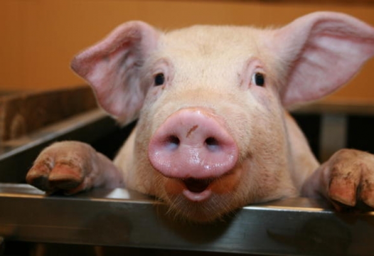 В провинция Гуанджоу в Китай използват изкуствен интелект за отглеждане