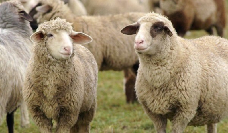 Полицията е разкрила кражба на овце във врачанско село съобщиха