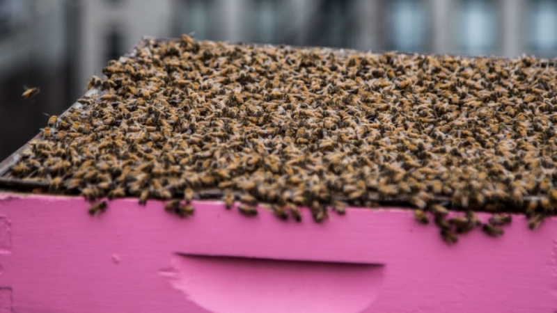 Огромни загуби търпят пчеларите от оряховското село Селановци научи BulNews Причината