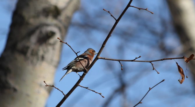 На интересно и рядко явление станаха свидетели жителите и гостите