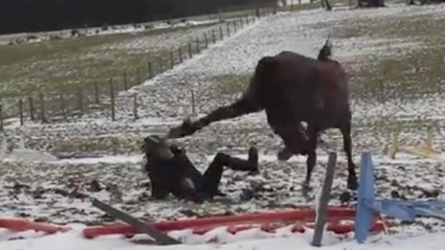 Кон е убил малко момченце в монтанското село Лехчево съобщиха