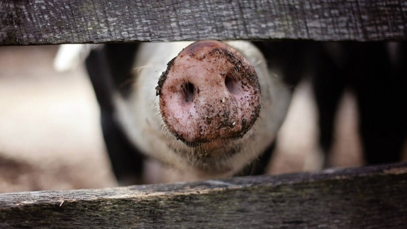 Има реална опасност африканската чума по свинете да се появи