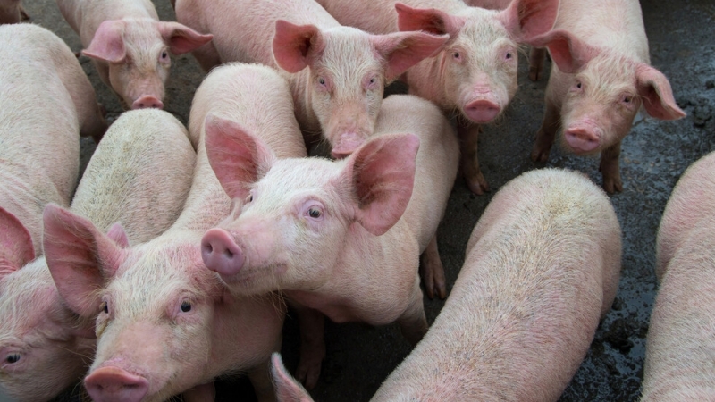 Във връзка с обявеното огнище на Африканска чума по свинете