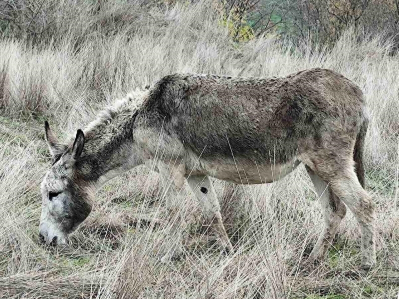 Край река Огоста в местността Дента от страната на