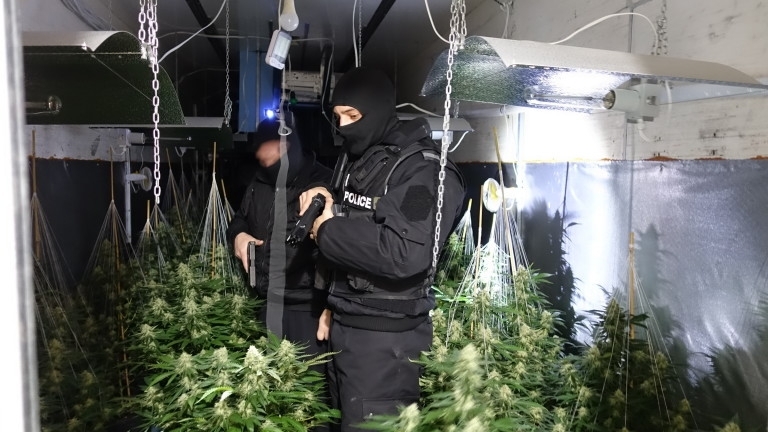 Удар на полицията! Разкриха голяма наркооранжерия край Бяла Слатина