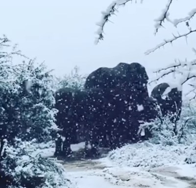 Обилен сняг засипа югоизточните части на Южна Африка В провинция