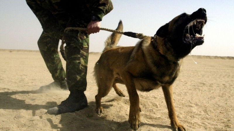 Специално дресирани кучета ще бъдат използвани за откриване на хора