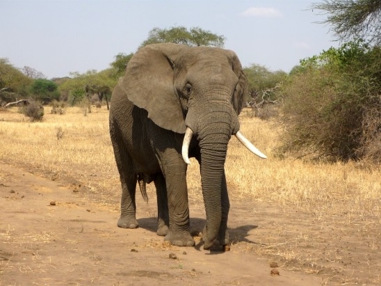 Бракониер бе убит от слон в националния парк "Крюгер" в