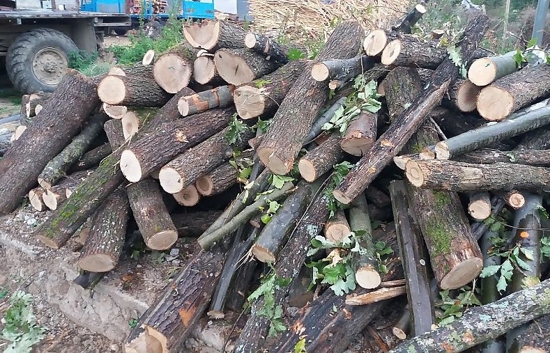 Служители на реда са намерили и иззели незаконни дърва за