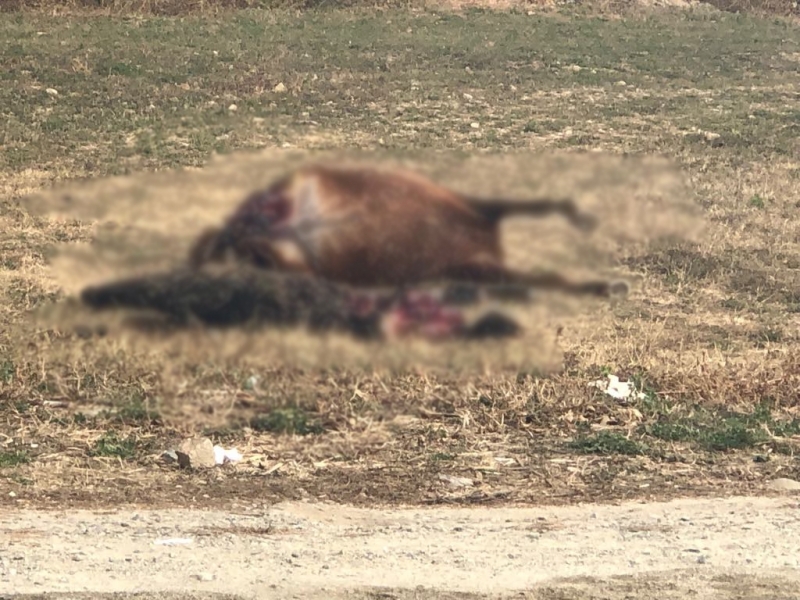 Полуразложен труп на кон погнуси видински шофьори научи агенция BulNews