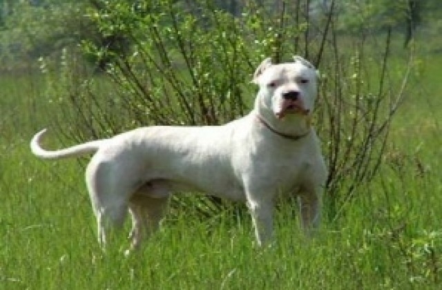 Куче порода Дого Аржентино отхапа голяма част от устната на