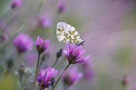 В цялата страна вятърът ще се ориентира от север североизток ще е