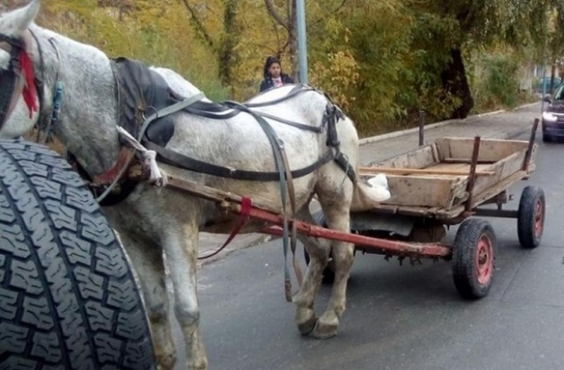 Крадци с каруца обраха боба на стопанин в Козлодуй