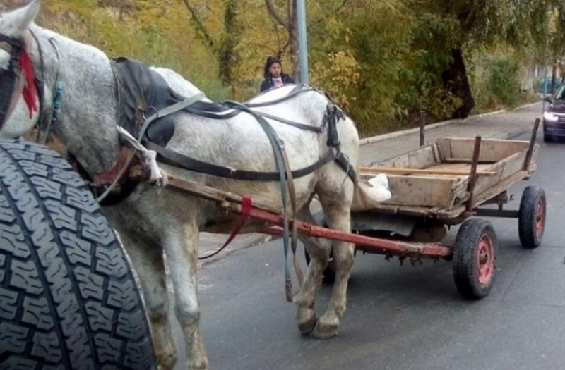 Полицията спипа крадци обрали реколтата на стопанин в Козлодуй  
Случката