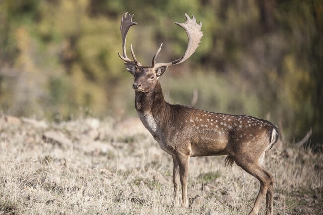 Повече животни в дивата природа отчита през пролетната таксация Северозападно