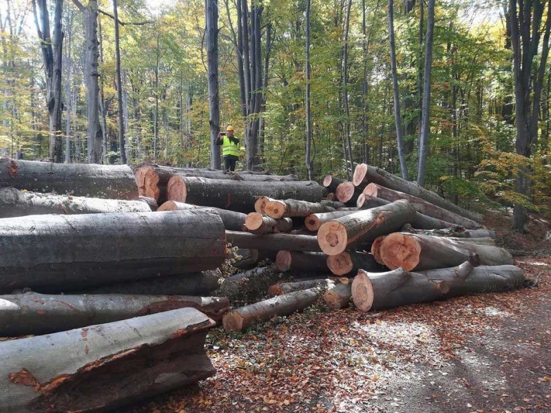 Установиха незаконна сече във Видинско съобщиха от пресцентъра на МВР Случката