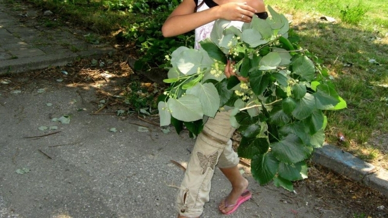 Във връзка с настъпващия период на цъфтене на липите община