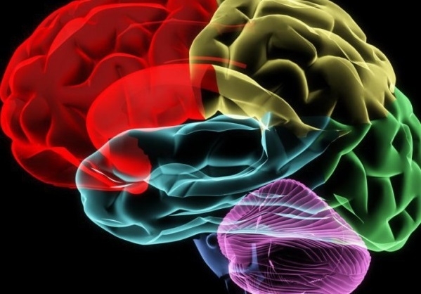 Обемът на човешкия мозък постоянно се е увеличавал през последните