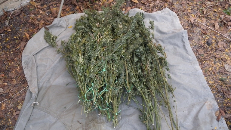 Иззеха 53 растения канабис при полицейска операция в новозагорското село