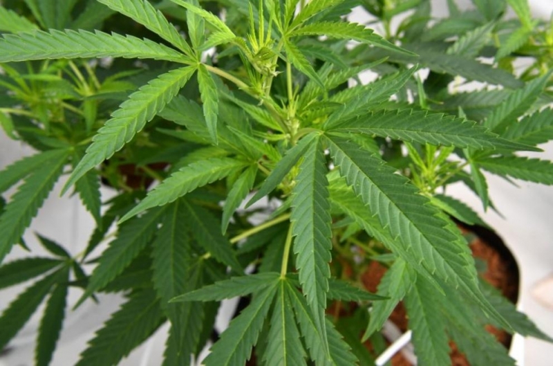 Панагюрски полицаи откриха наркооранжерия маскирана като дърводелски цех За наркоплантацията