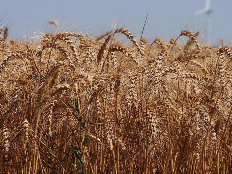 Украинският износ на селскостопанските стоки пшеница и царевица вероятно ще