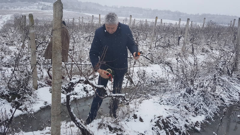 Ритуално зарязване на лозов масив в местността Селището в село