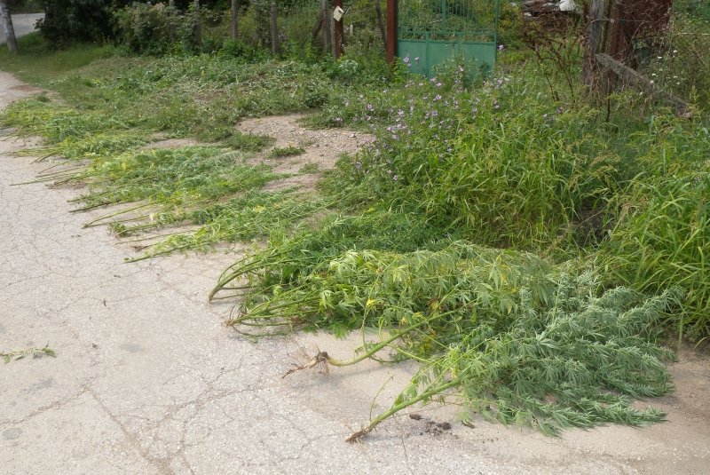 Видински криминалисти разбиха наркооранжерия съобщиха от пресцентъра на МВР в