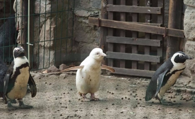 Зоологическата градина в Гданск представи пингвина си албинос - единствената