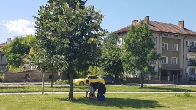 Община Мездра напомня: Забранено е увреждането на дървета при брането на липов цвят