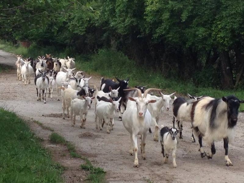 Крадец от Софийско задигна кози и пръч във Врачанско съобщиха