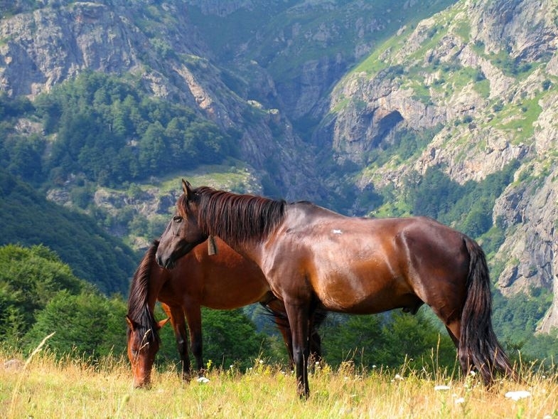 Брутална жестокост! 7 трупа на коне окървавиха Врачанския Балкан, някой ги избивал за развлечение