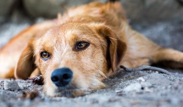 Задържаха мъж ударил с брадва бездомно куче в Смолян Наложило