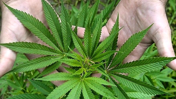 Полицаи намериха коноп в къща във Врачанско съобщиха от пресцентъра