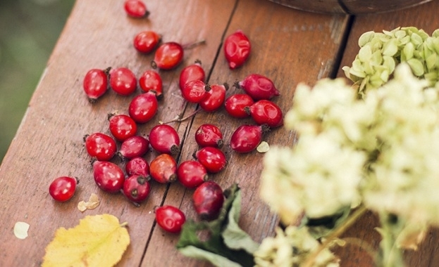 Дерматолозите са категорични в своите проучвания маслото от шипка е