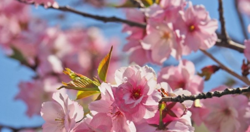 Ще преобладава слънчево време след обяд над Западна и Централна