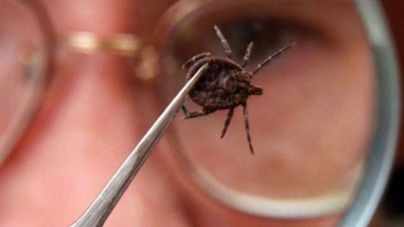 Нов случай на заразен с лаймска болест врачанин отчитат от