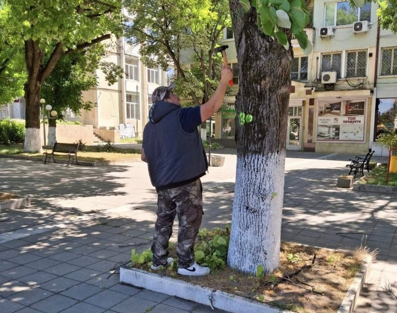 Община Мизия обследва дървета в центъра на града