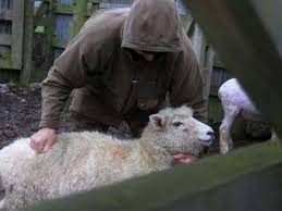 Криминално проявен задигна овце от двора на къща във врачанско